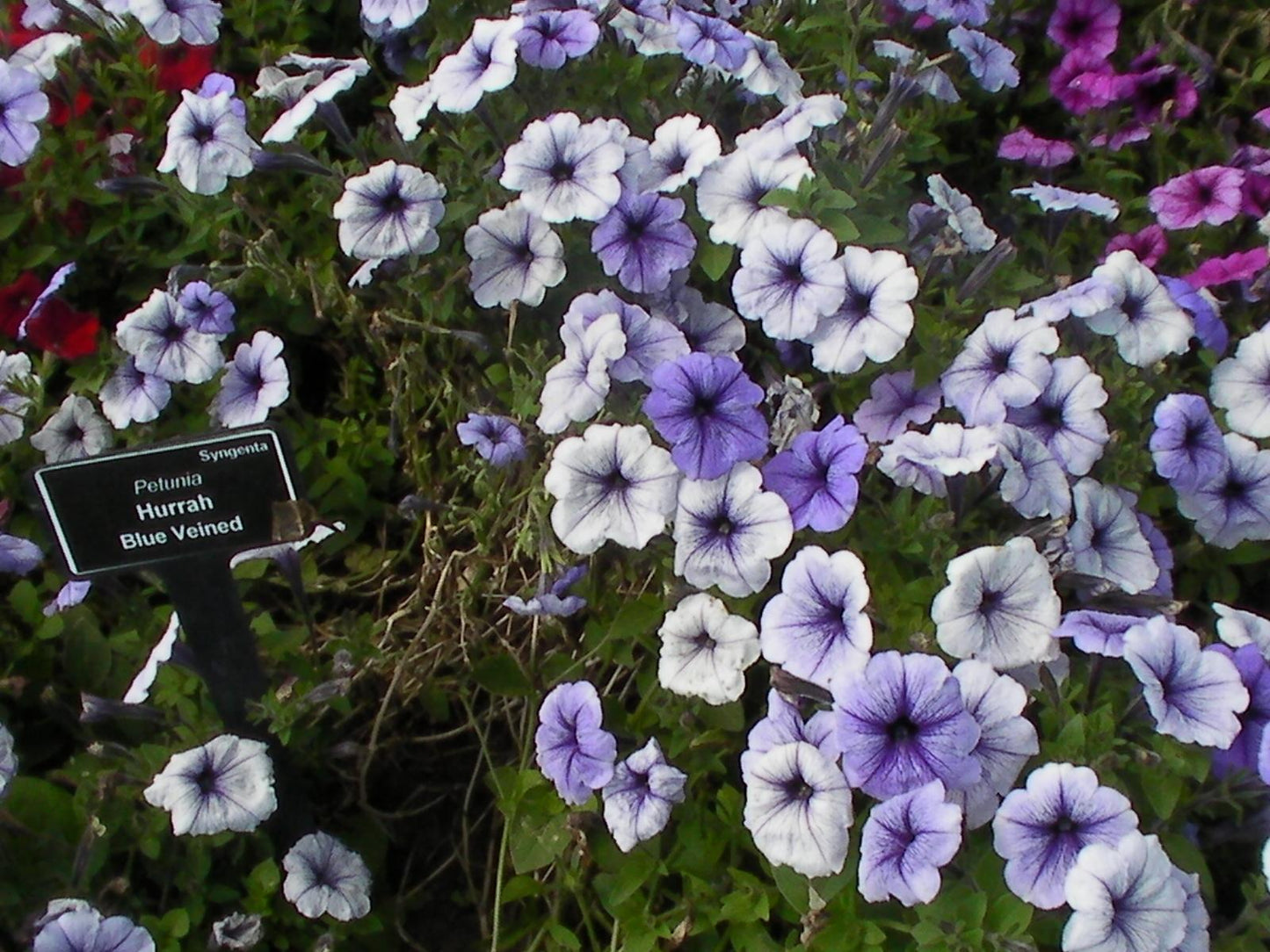Petunia Hurrah Blue Veined - View 6 from www redcrocus com