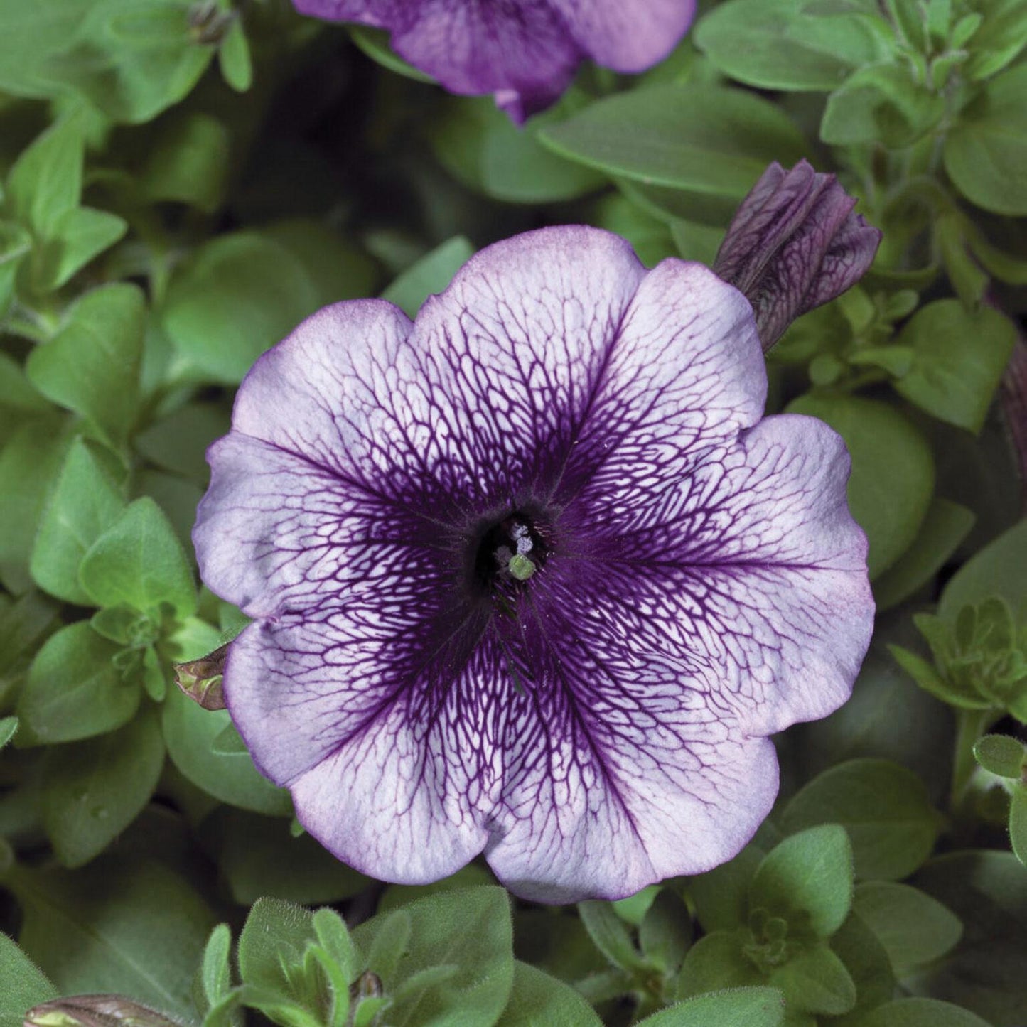 Petunia Hurrah Blue Veined - View 7 from www redcrocus com