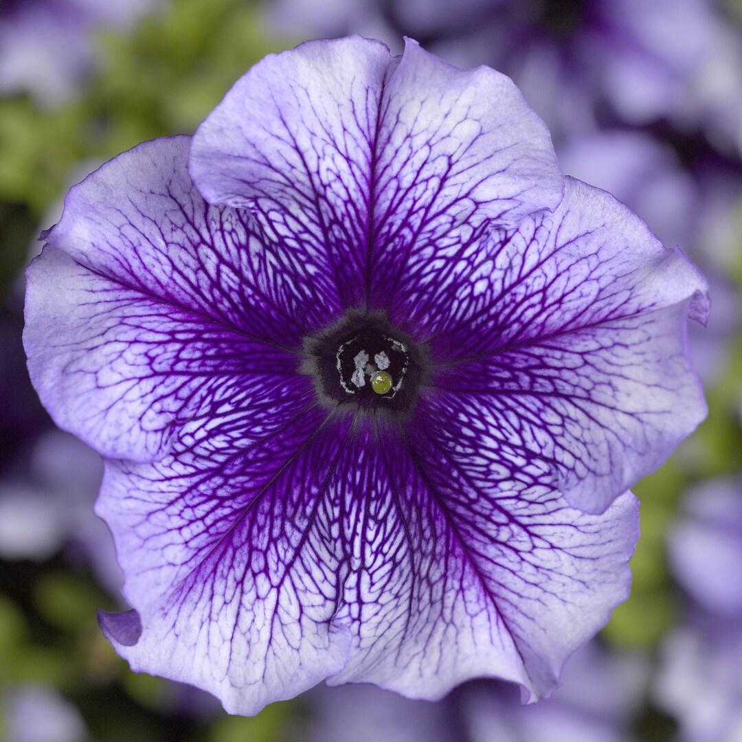 Petunia Hurrah Blue Veined - View 8 from www redcrocus com