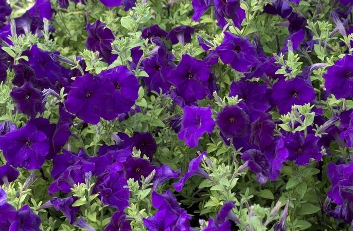Petunia Hurrah Blue Veined - View 9 from www redcrocus com
