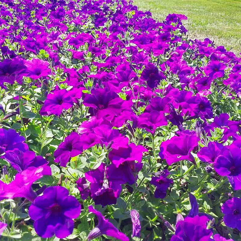Petunia Easy Wave Blue - View 10 from www redcrocus com