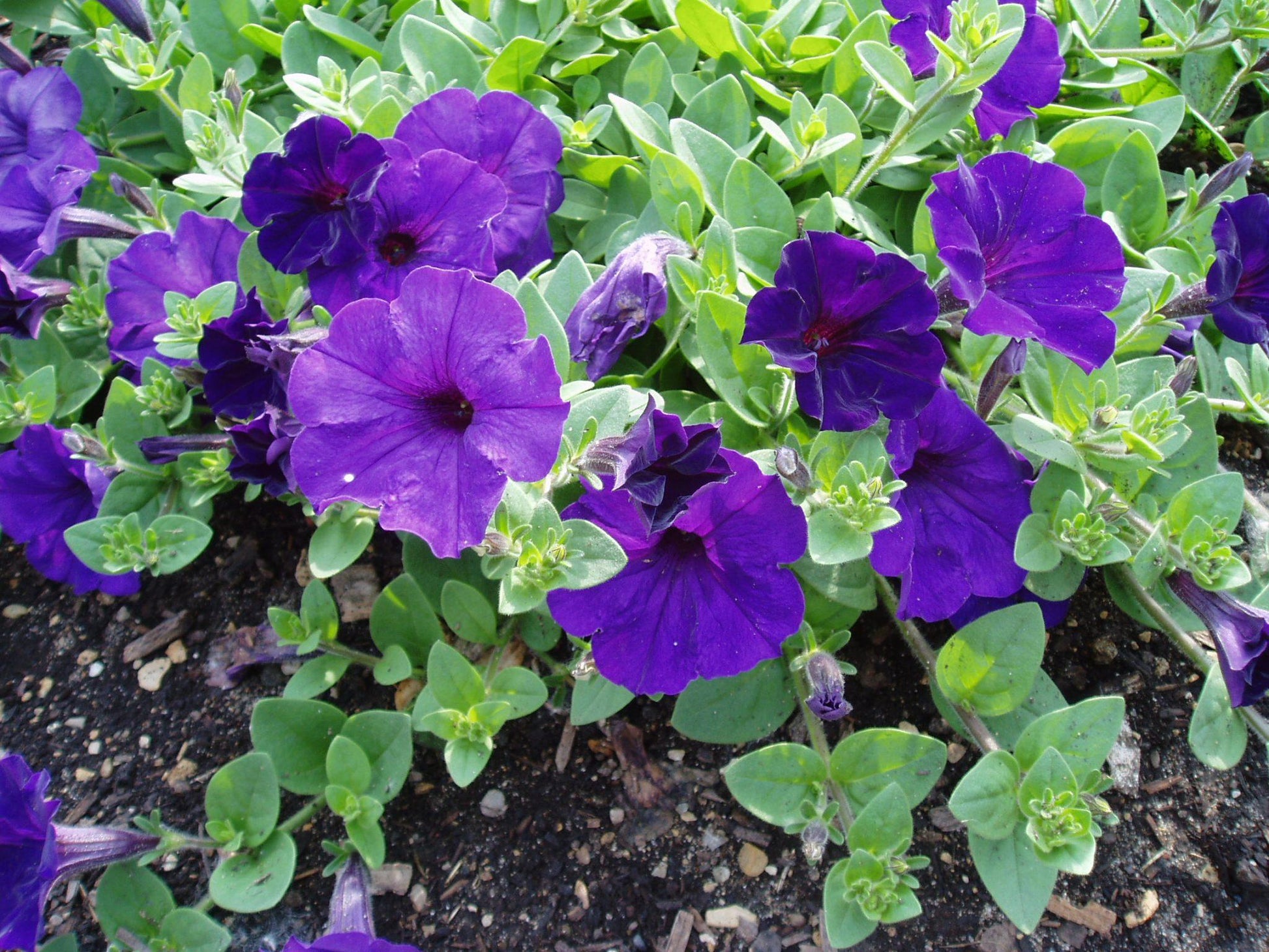 Petunia Easy Wave Blue - View 11 from www redcrocus com