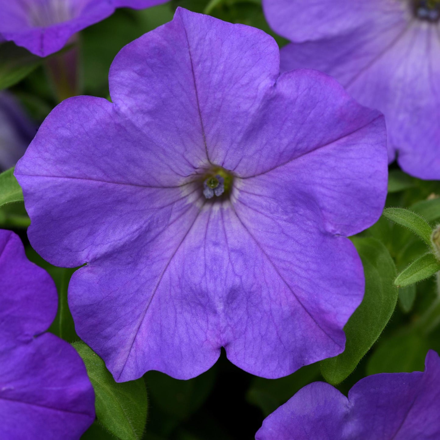 Petunia Easy Wave Blue - View 12 from www redcrocus com