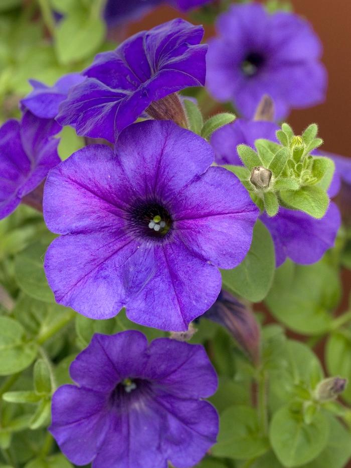 Petunia Easy Wave Blue - View 13 from www redcrocus com