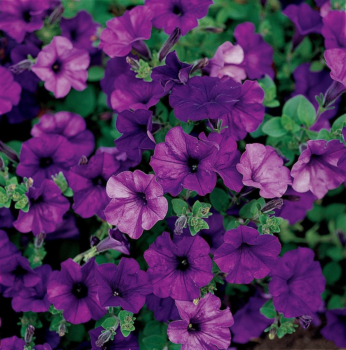 Petunia Easy Wave Blue - View 17 from www redcrocus com