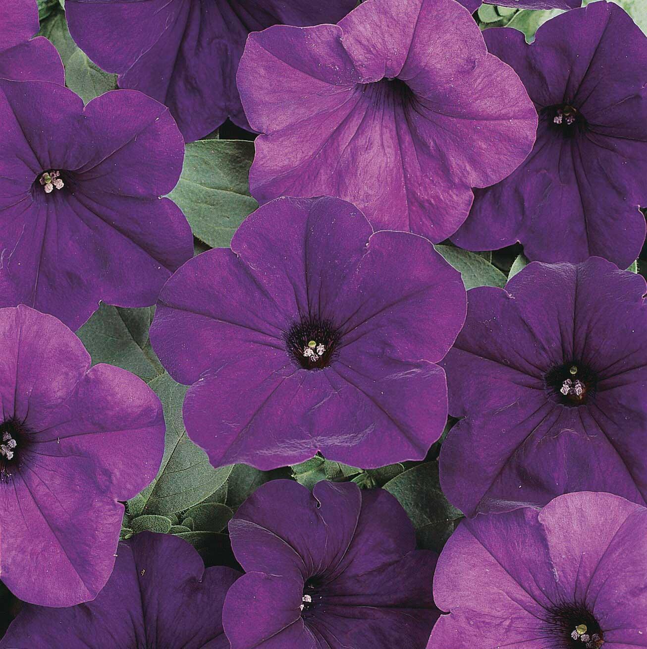 Petunia Easy Wave Blue - View 19 from www redcrocus com