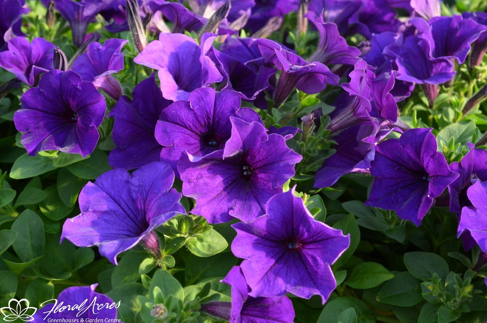 Petunia Easy Wave Blue - View 2 from www redcrocus com