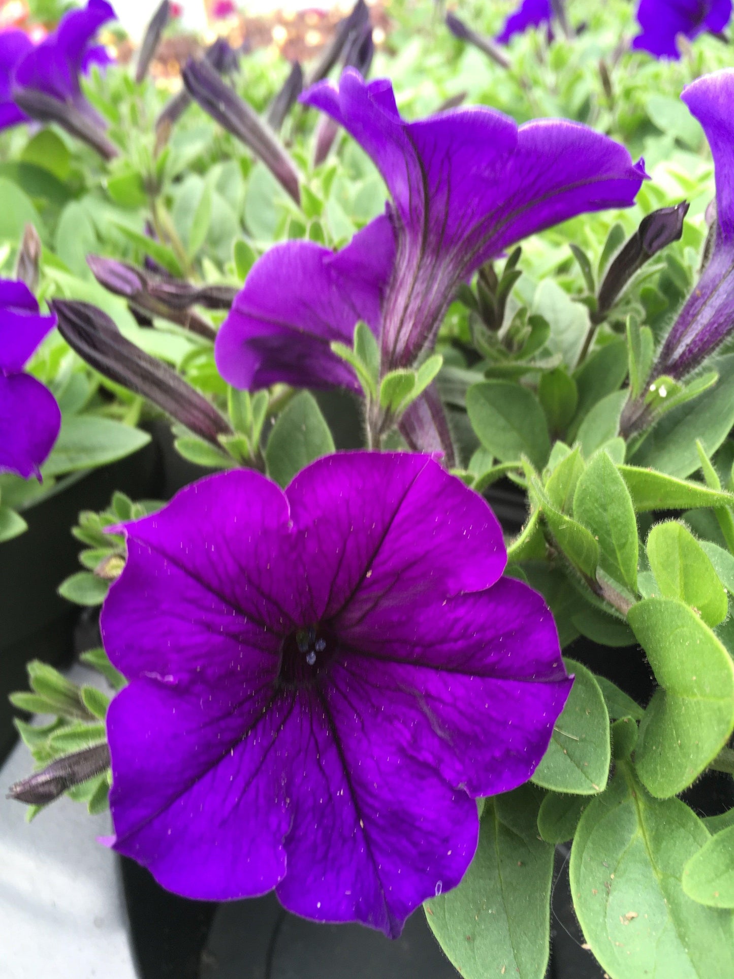 Petunia Easy Wave Blue - View 3 from www redcrocus com