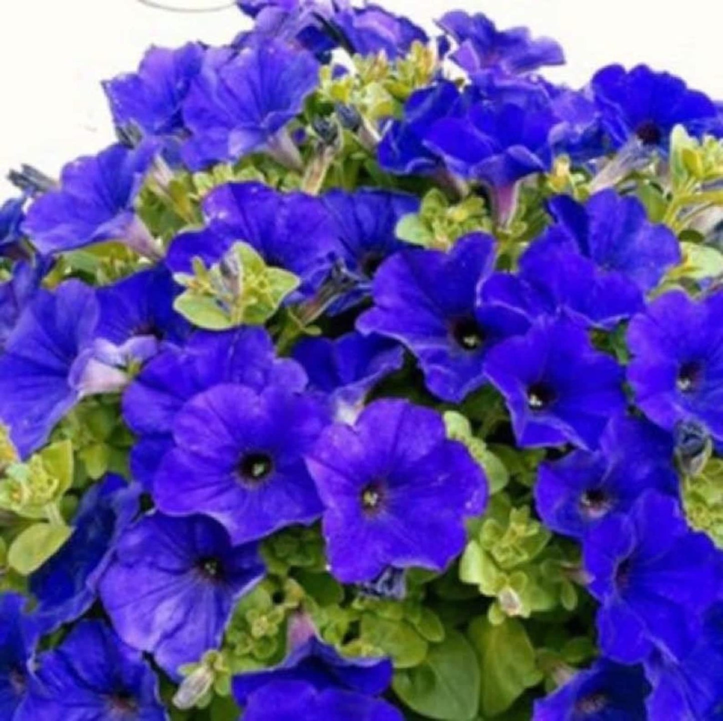 Petunia Easy Wave Blue - View 4 from www redcrocus com