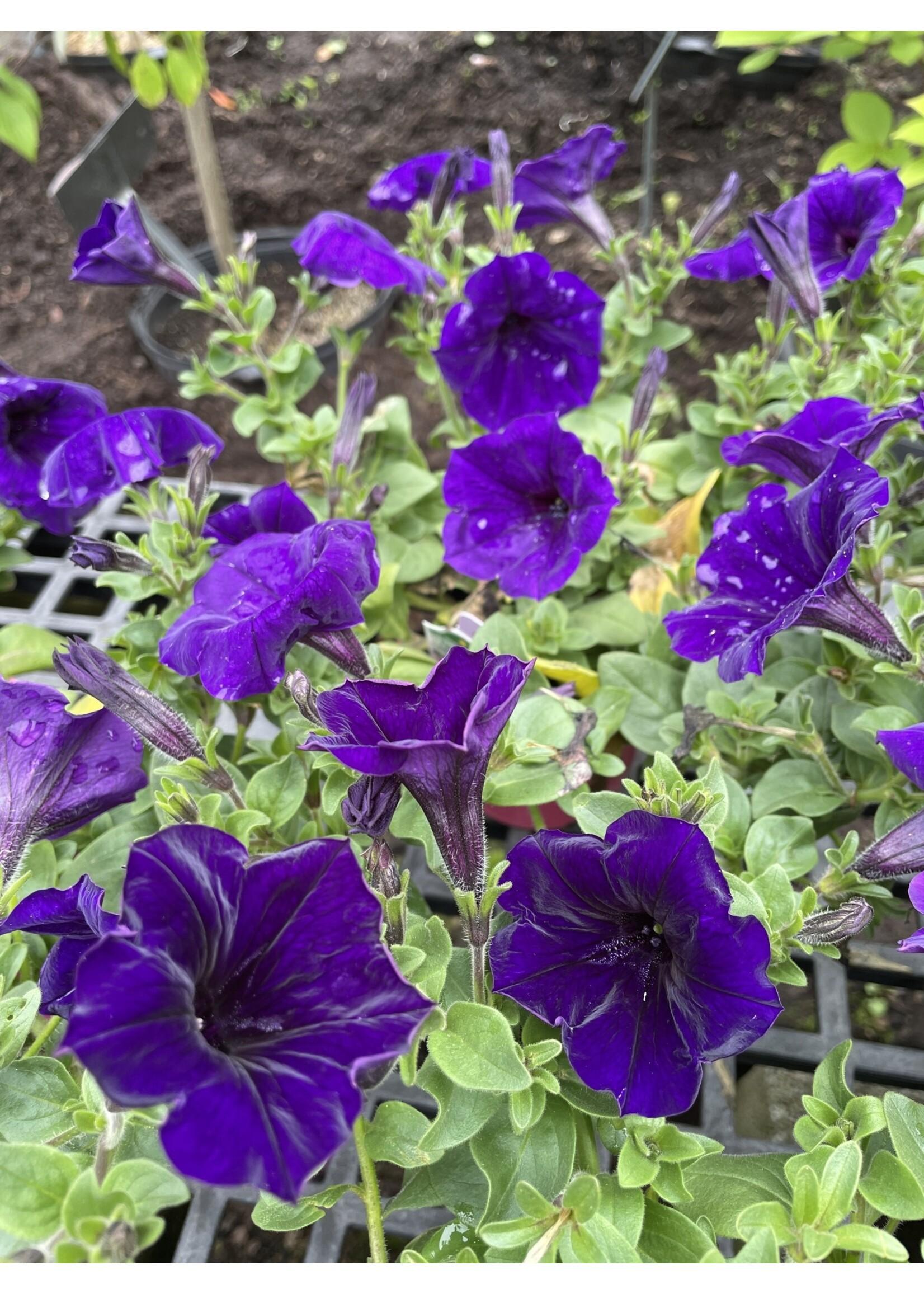 Petunia Easy Wave Blue - View 5 from www redcrocus com