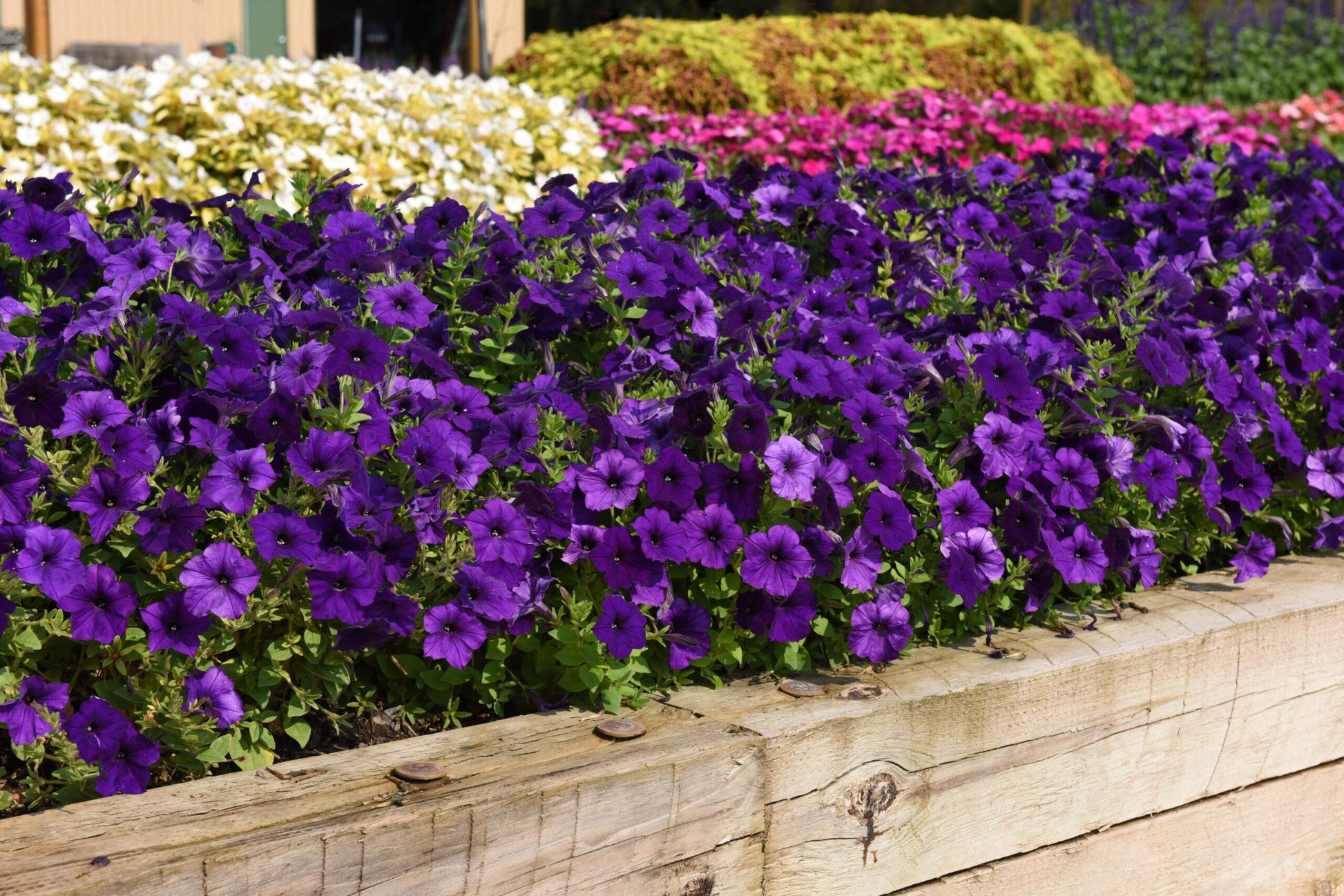 Petunia Easy Wave Blue - View 6 from www redcrocus com
