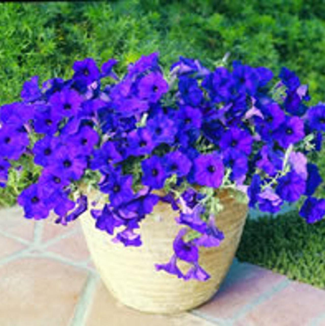 Petunia Easy Wave Blue - View 7 from www redcrocus com