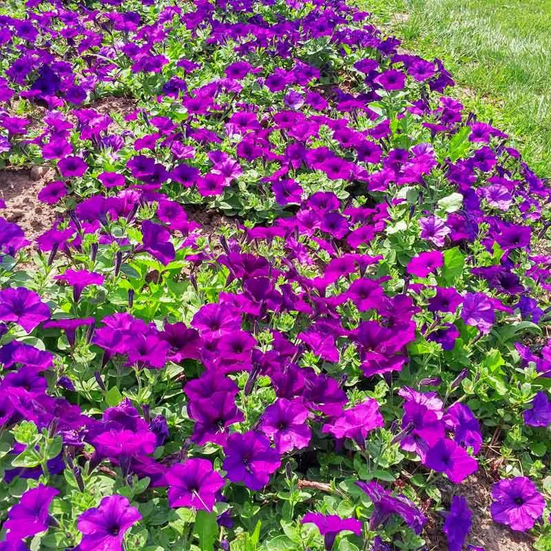 Petunia Easy Wave Blue - View 8 from www redcrocus com