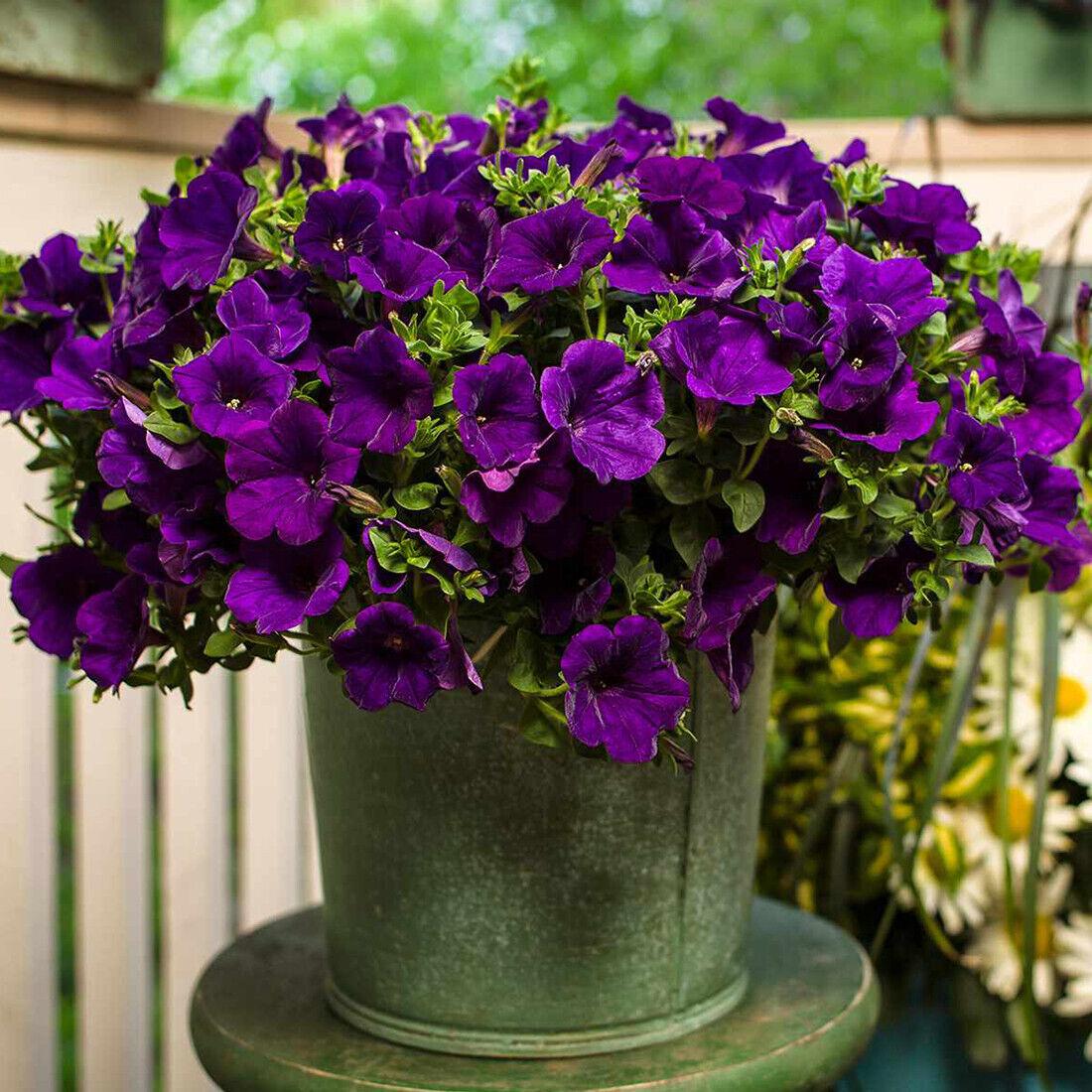 Petunia Easy Wave Blue - View 9 from www redcrocus com