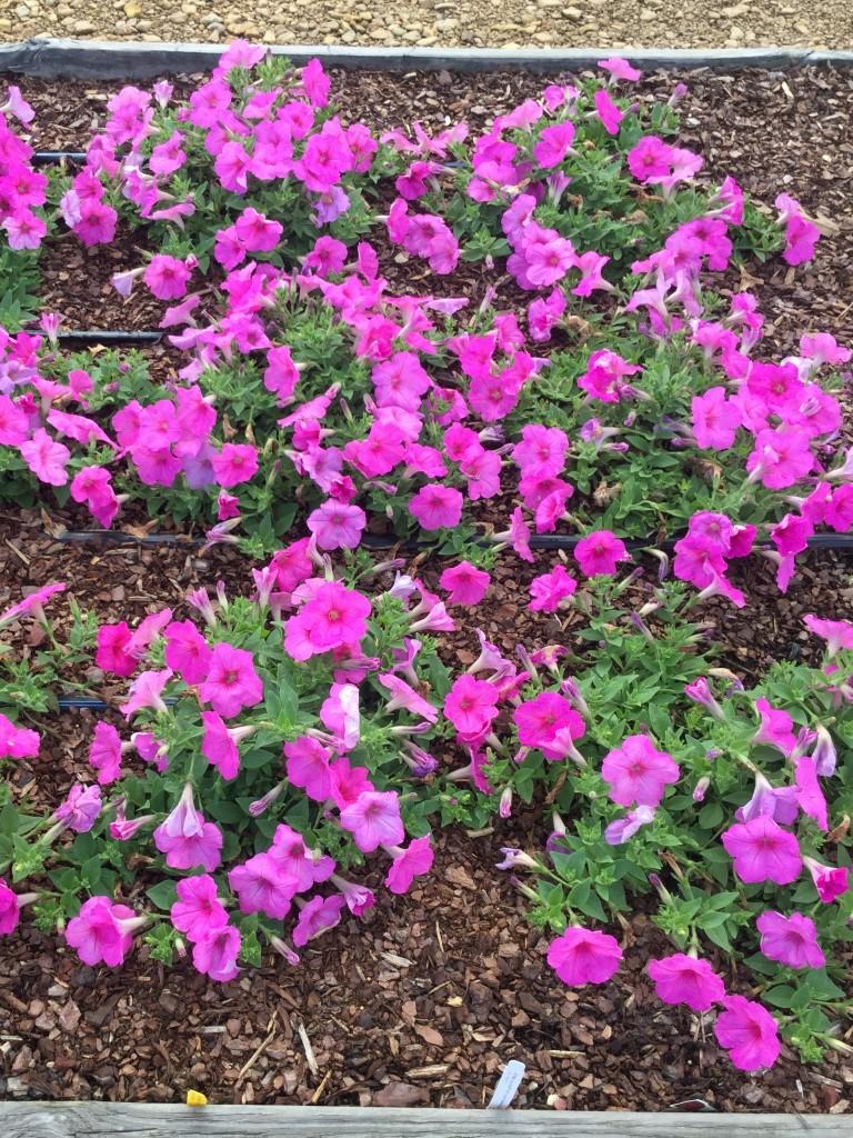 Petunia Easy Wave Pink - View 10 from www redcrocus com