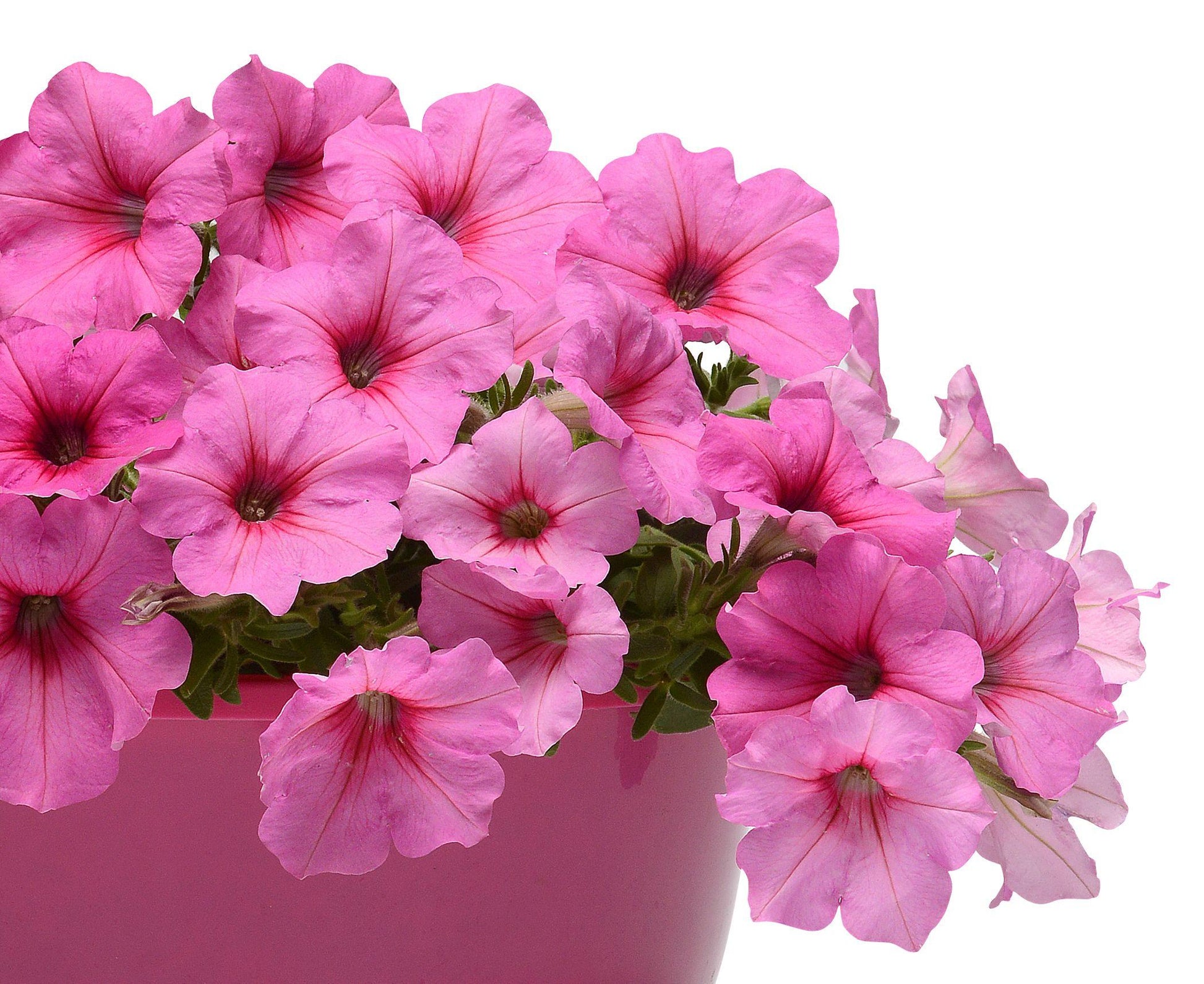 Petunia Easy Wave Pink - View 12 from www redcrocus com
