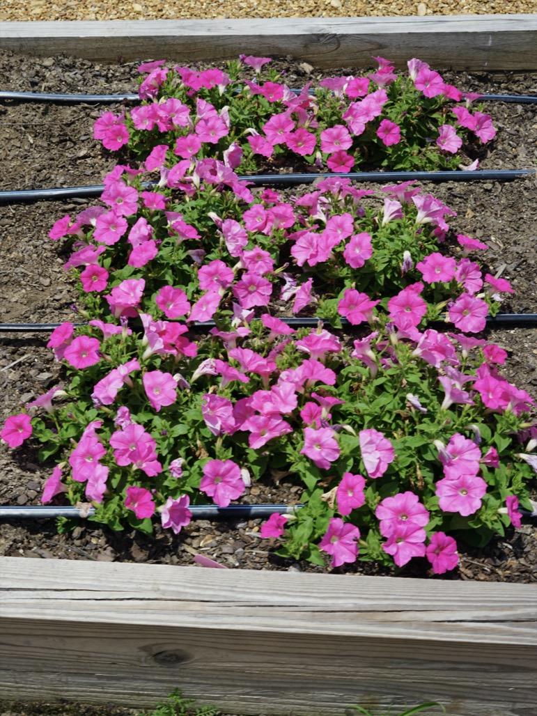 Petunia Easy Wave Pink - View 13 from www redcrocus com