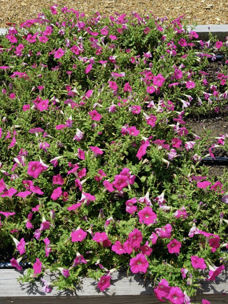 Petunia Easy Wave Pink - View 14 from www redcrocus com