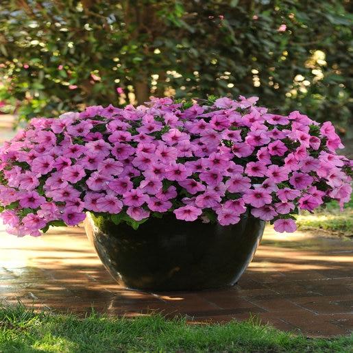 Petunia Easy Wave Pink - View 17 from www redcrocus com