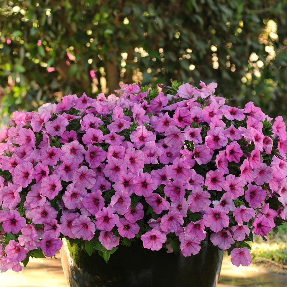 Petunia Easy Wave Pink - View 18 from www redcrocus com