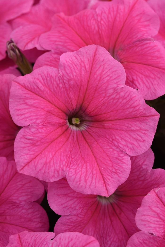 Petunia Easy Wave Pink - View 3 from www redcrocus com