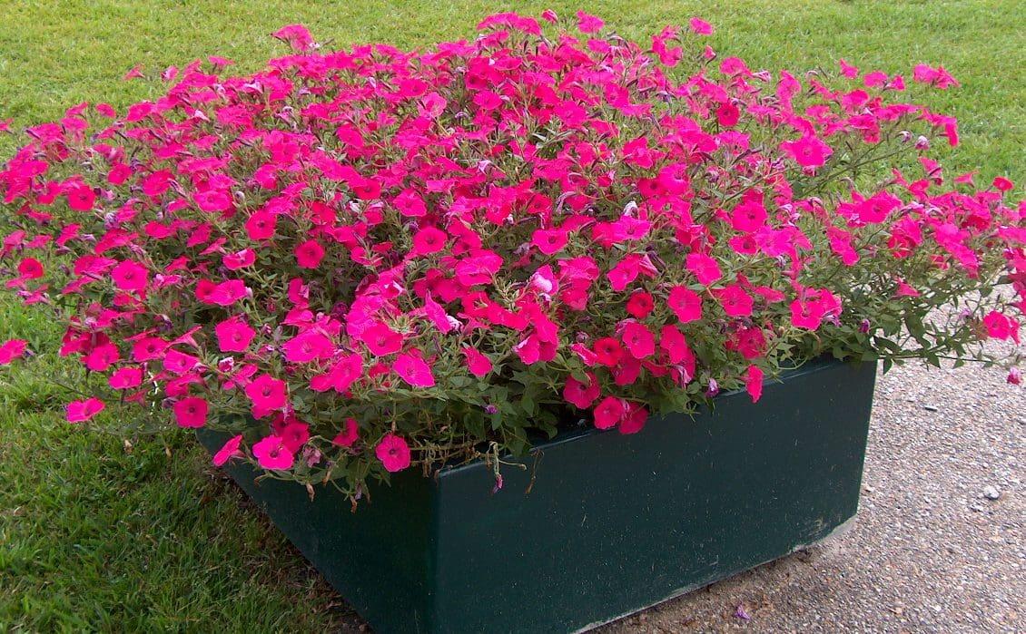Petunia Easy Wave Pink - View 5 from www redcrocus com