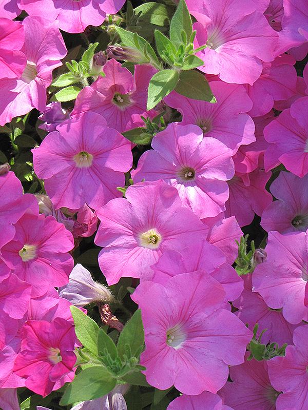 Petunia Easy Wave Pink - View 6 from www redcrocus com