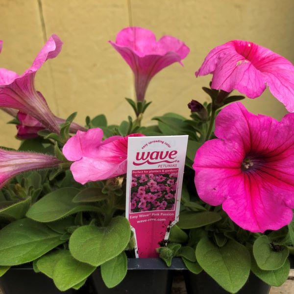 Petunia Easy Wave Pink - View 7 from www redcrocus com