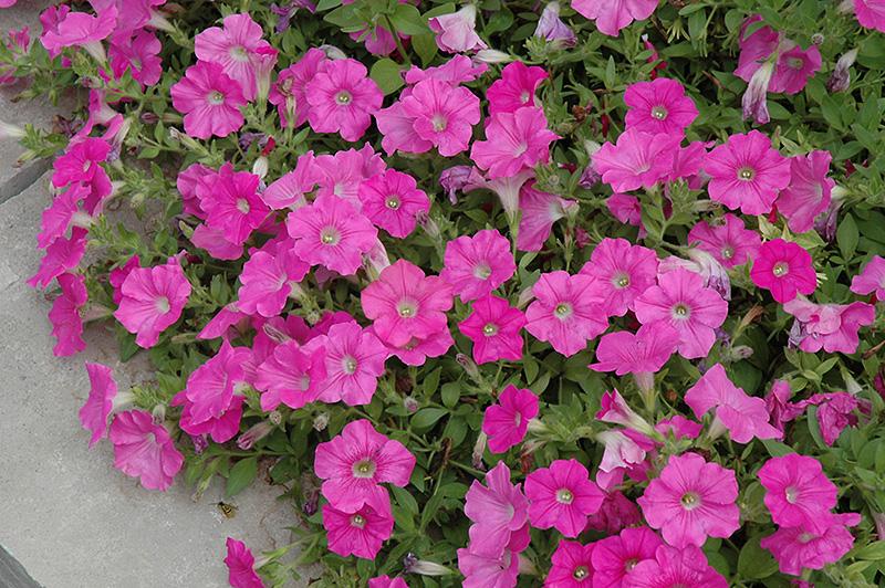 Petunia Easy Wave Pink - View 8 from www redcrocus com