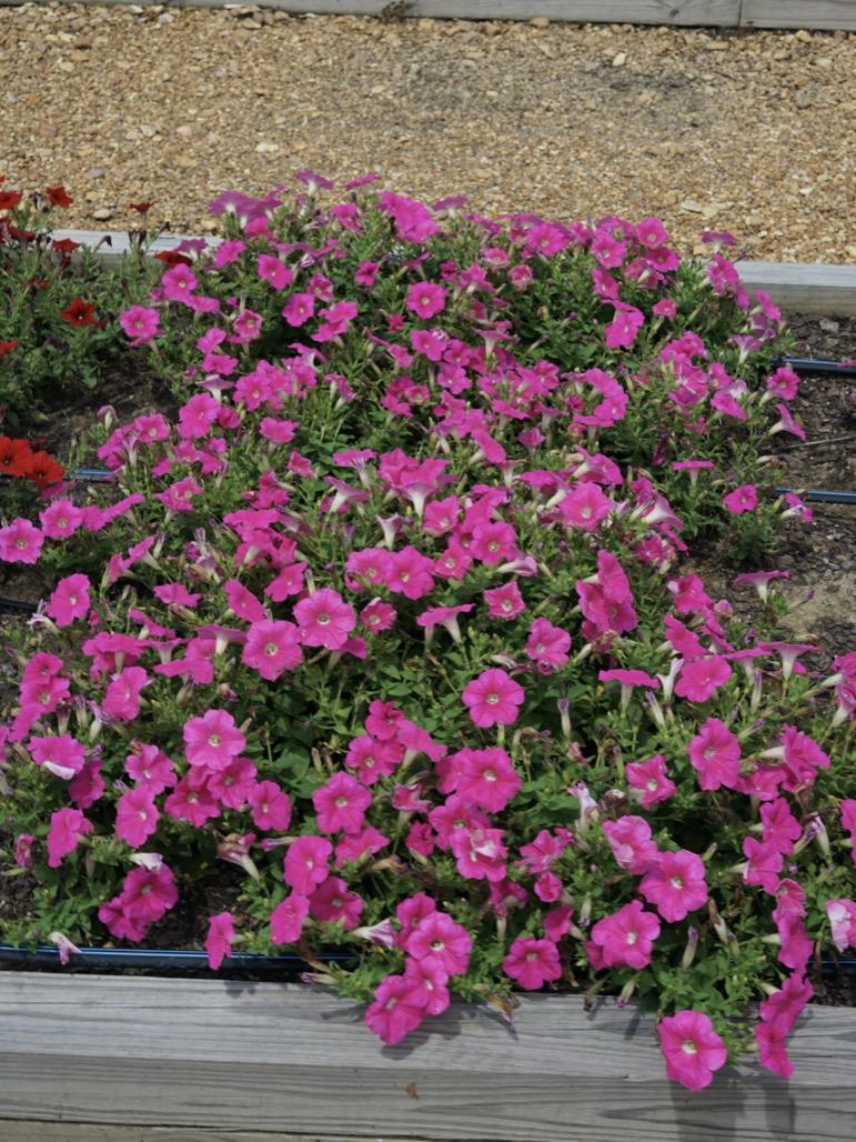 Petunia Easy Wave Pink - View 9 from www redcrocus com