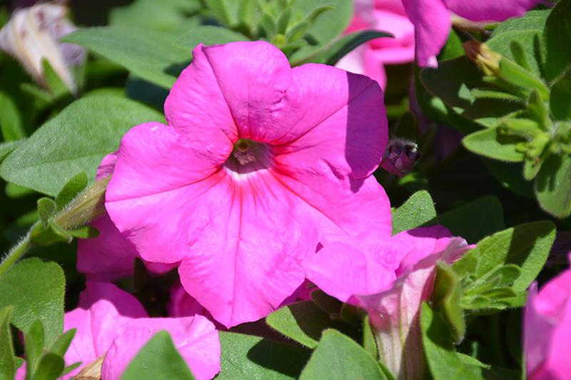 Petunia 'easy Wave Pink' - View 15 from www redcrocus com