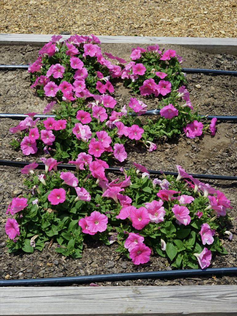 Petunia 'easy Wave Pink' - View 17 from www redcrocus com