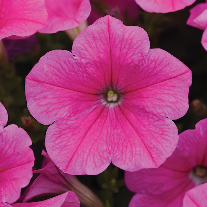 Petunia 'easy Wave Pink' - View 18 from www redcrocus com