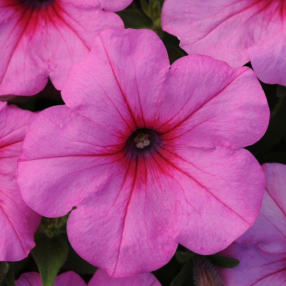 Petunia 'easy Wave Pink' - View 3 from www redcrocus com