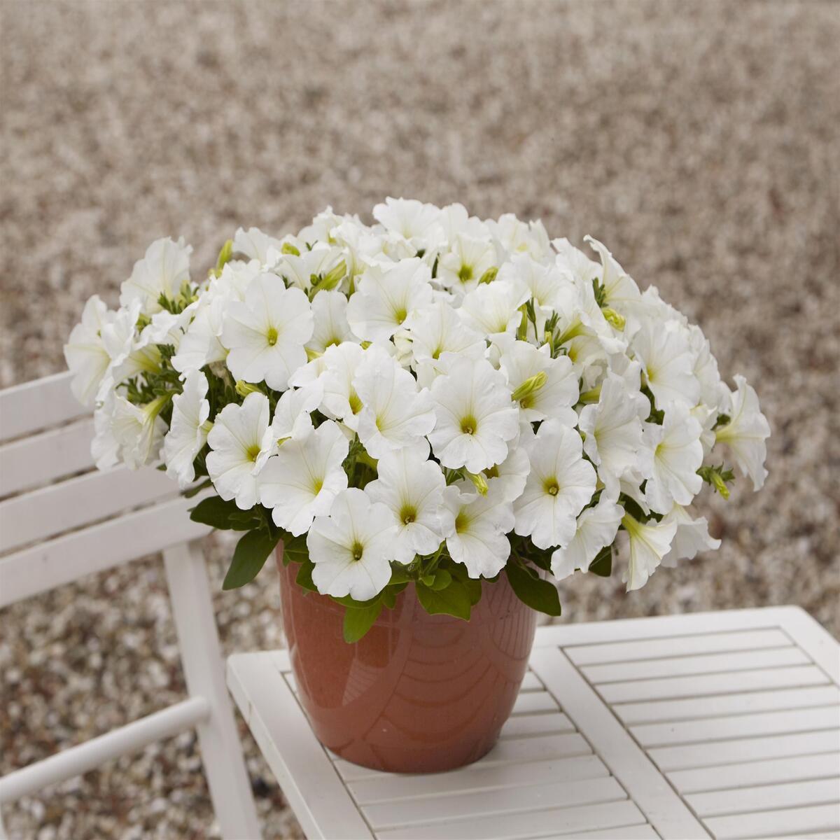 Petunia Easy Wave White - View 10 from www redcrocus com