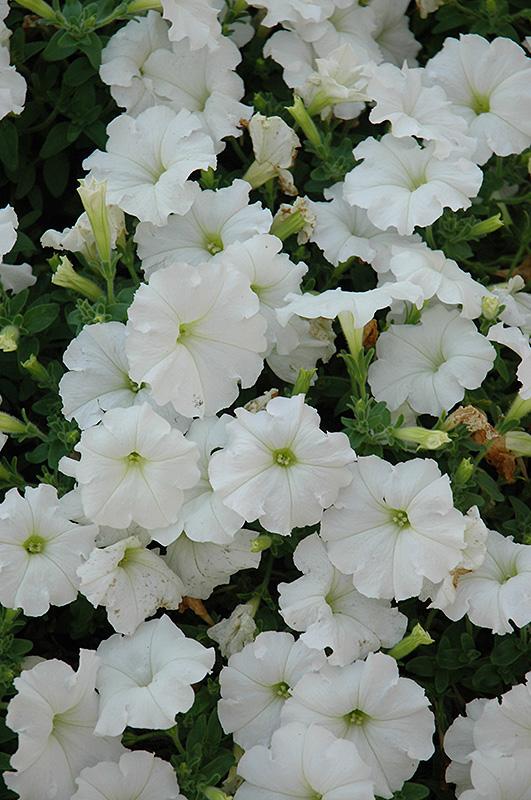 Petunia Easy Wave White - View 12 from www redcrocus com