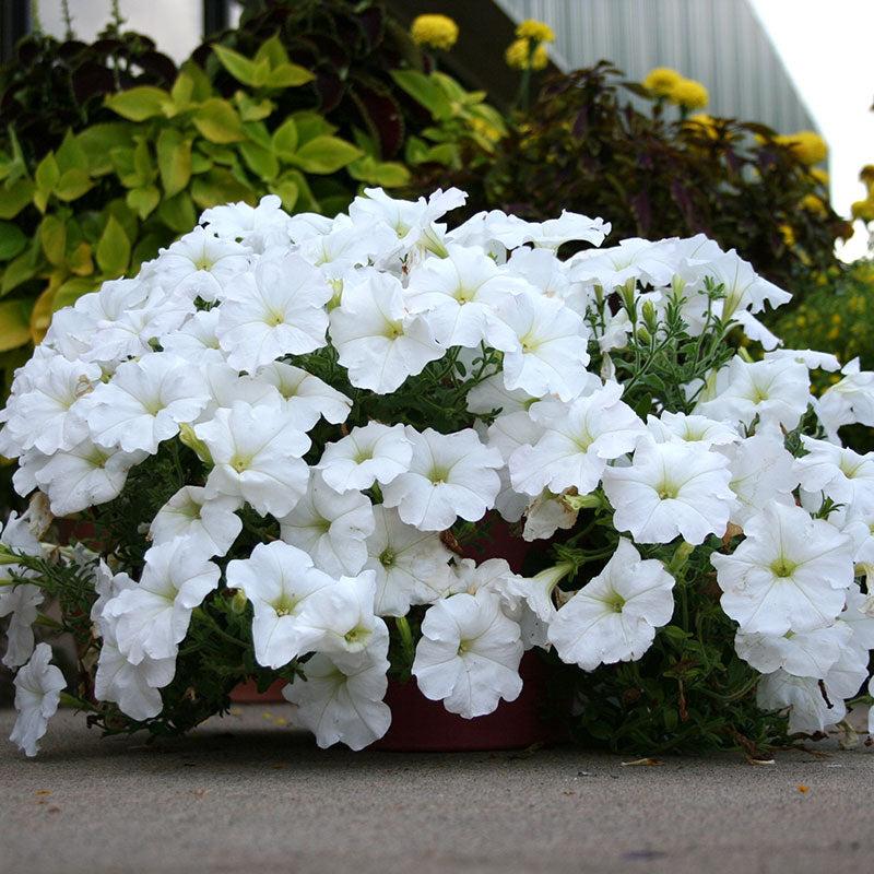 Petunia Easy Wave White - View 13 from www redcrocus com