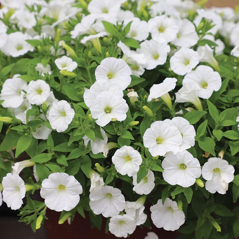 Petunia Easy Wave White - View 16 from www redcrocus com