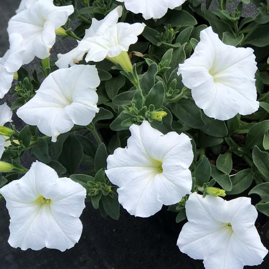 Petunia Easy Wave White - View 1 from www redcrocus com
