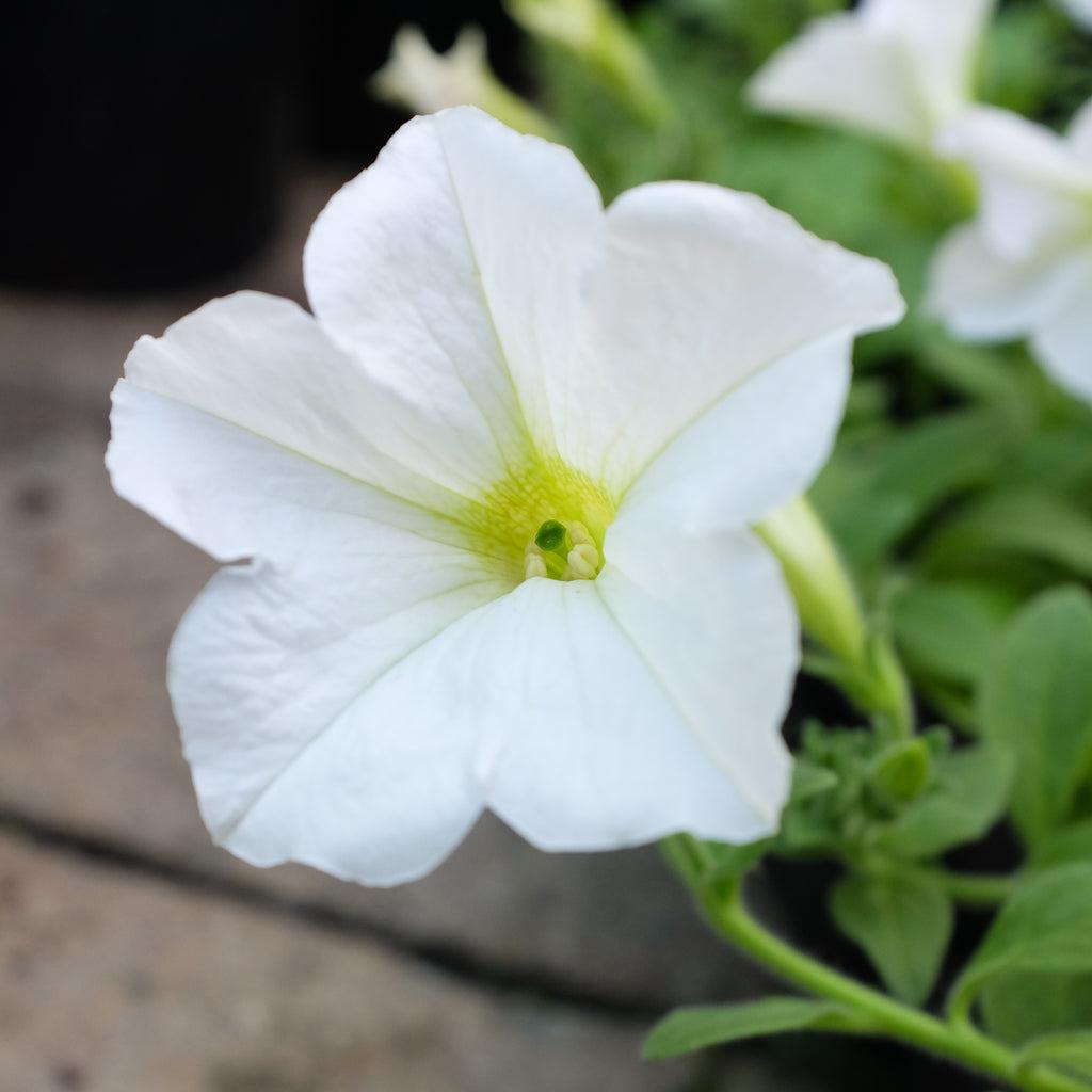 Petunia Easy Wave White - View 2 from www redcrocus com