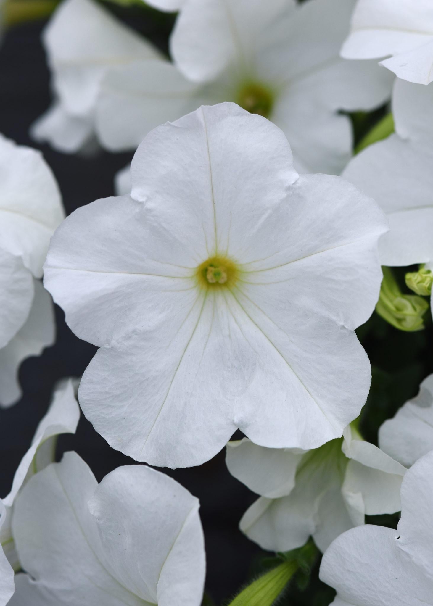 Petunia Easy Wave White - View 3 from www redcrocus com