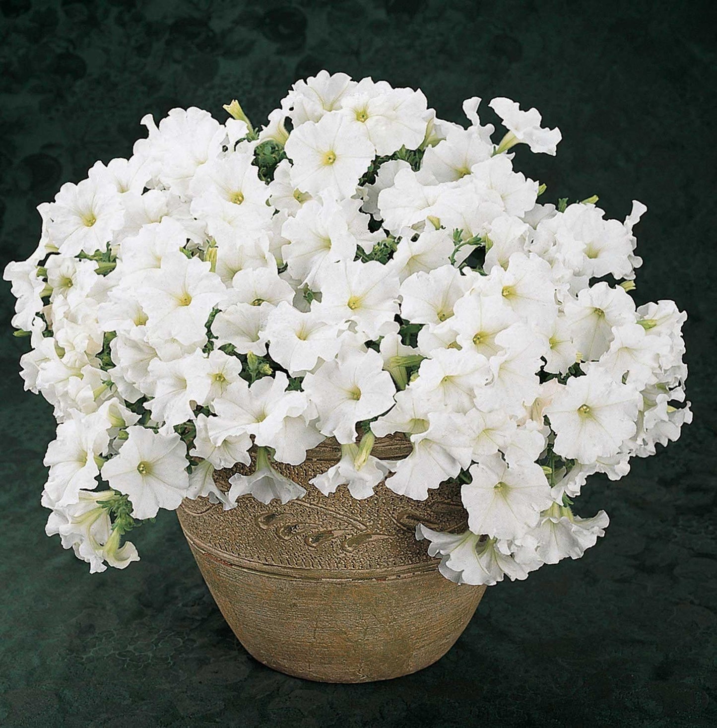 Petunia Easy Wave White - View 4 from www redcrocus com
