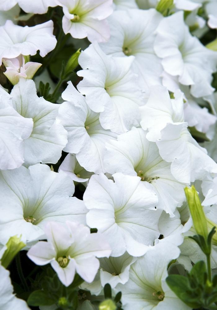 Petunia Easy Wave White - View 5 from www redcrocus com