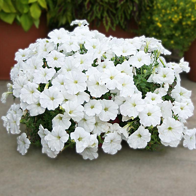 Petunia Easy Wave White - View 8 from www redcrocus com