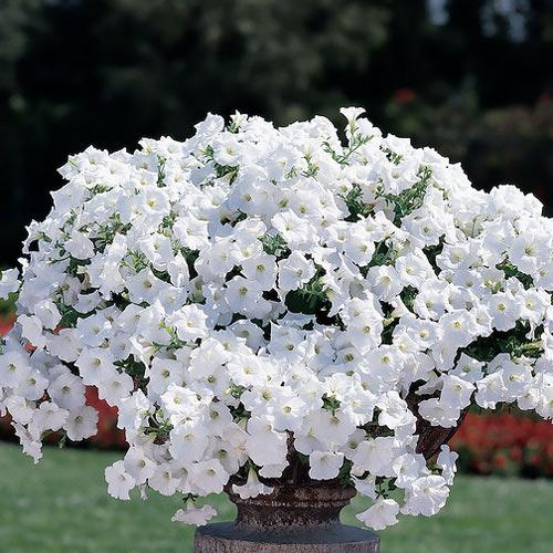 Petunia Easy Wave White - View 9 from www redcrocus com