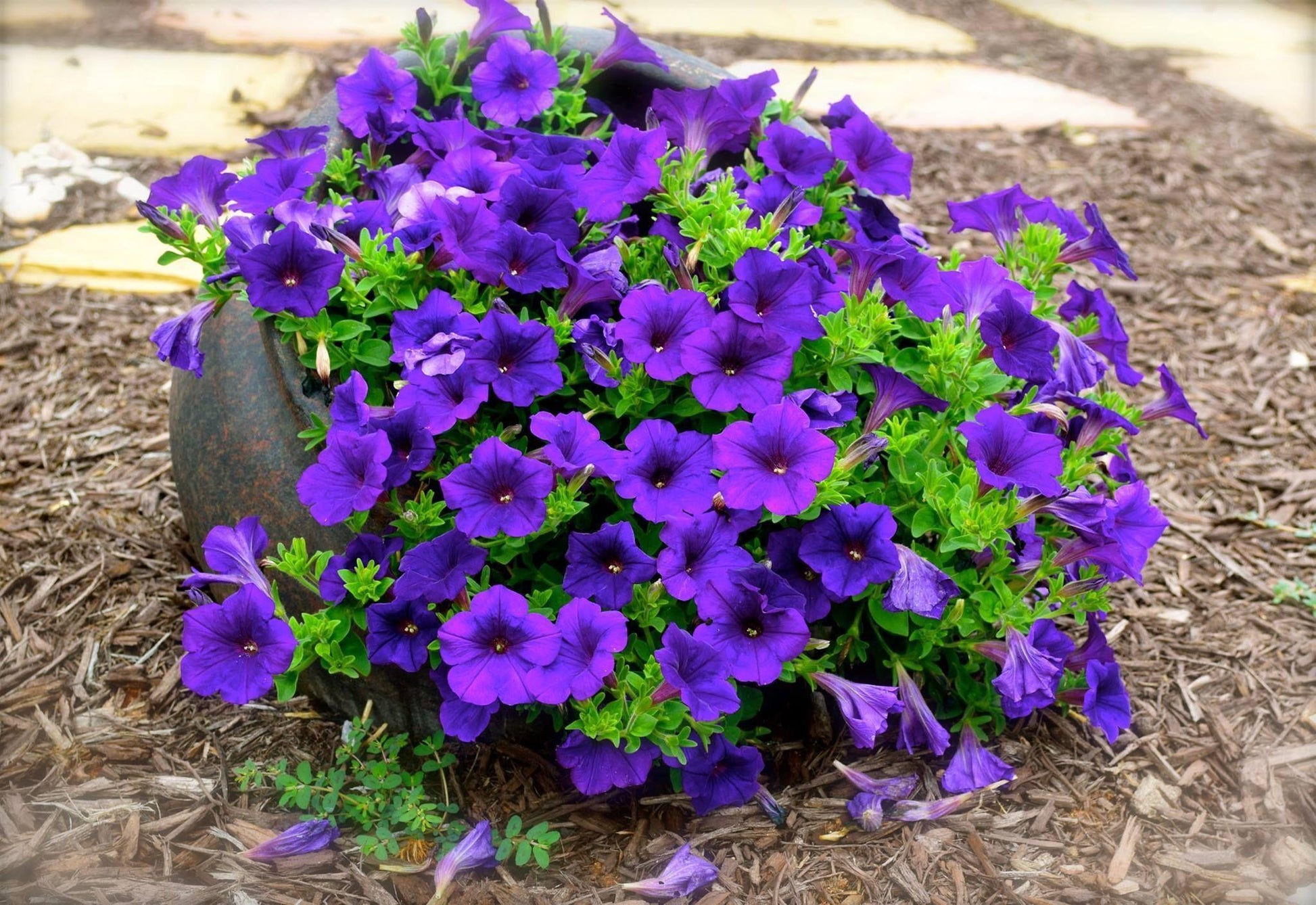 Petunia Wave Purple Improved - View 13 from www redcrocus com