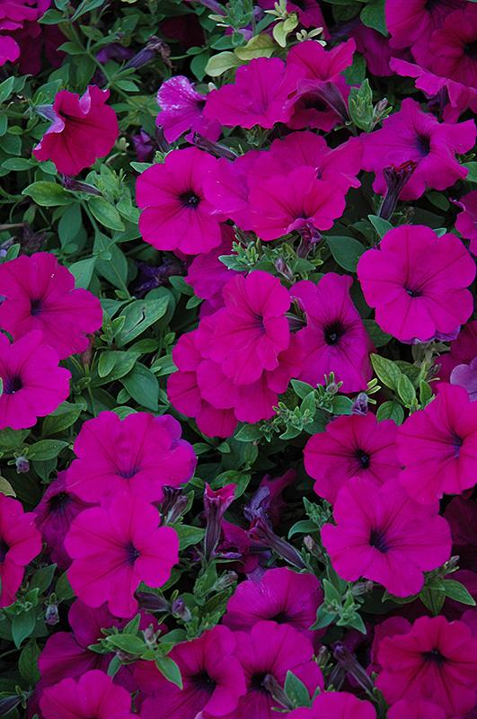 Petunia Wave Purple Improved - View 14 from www redcrocus com