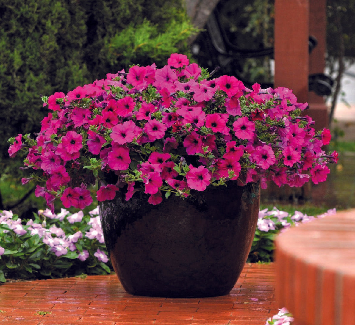 Petunia Wave Purple Improved - View 2 from www redcrocus com