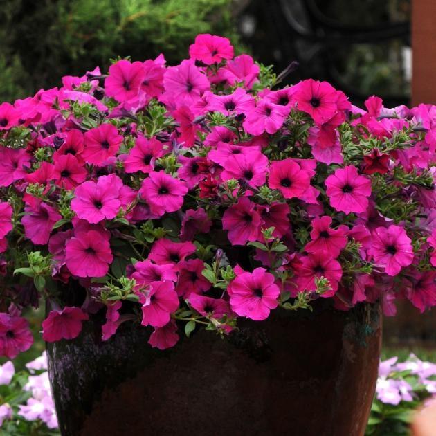Petunia Wave Purple Improved - View 3 from www redcrocus com
