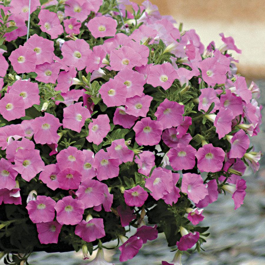 Petunia Wave Purple Improved - View 9 from www redcrocus com